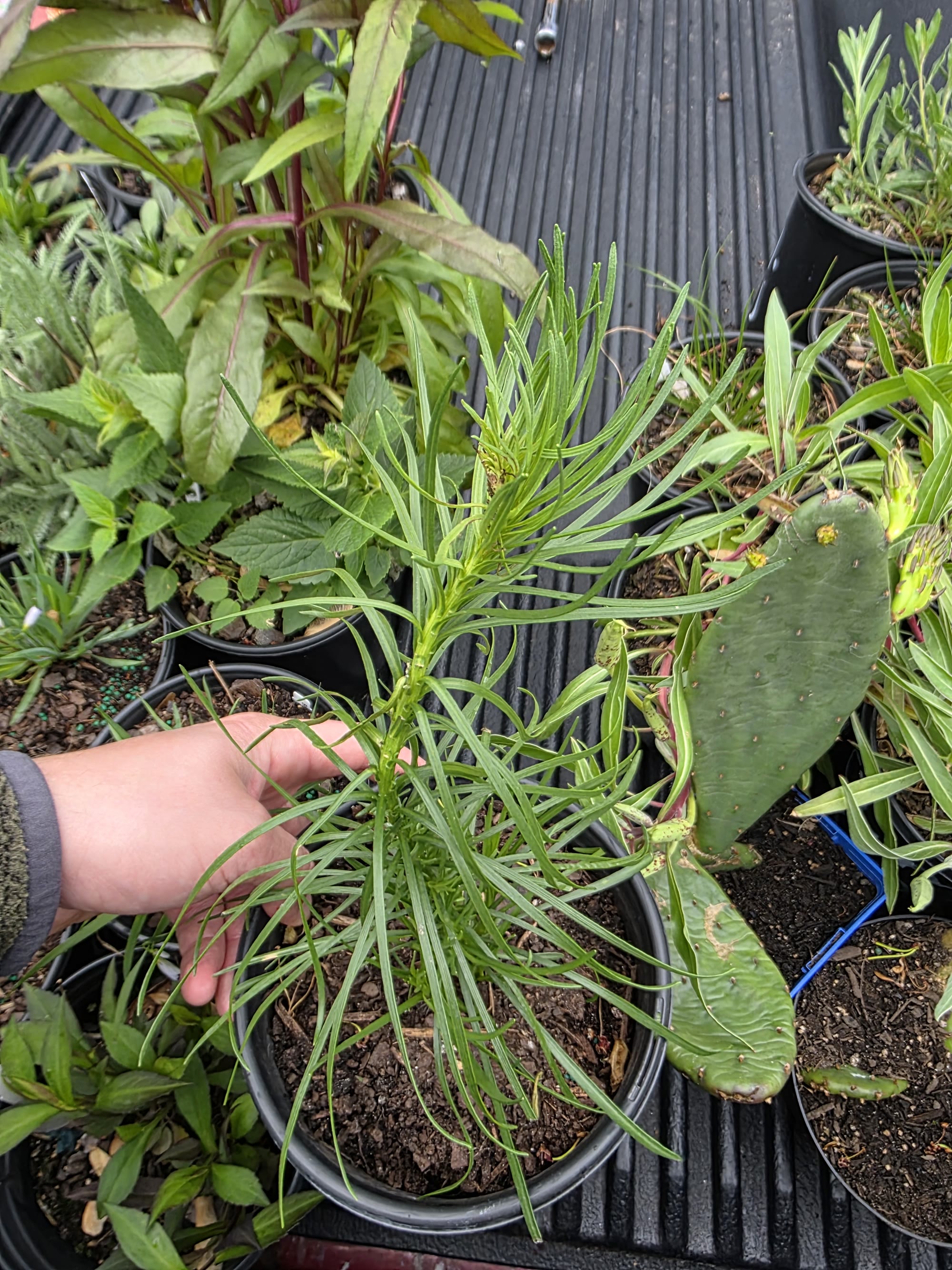 Native Plant Garden Packs