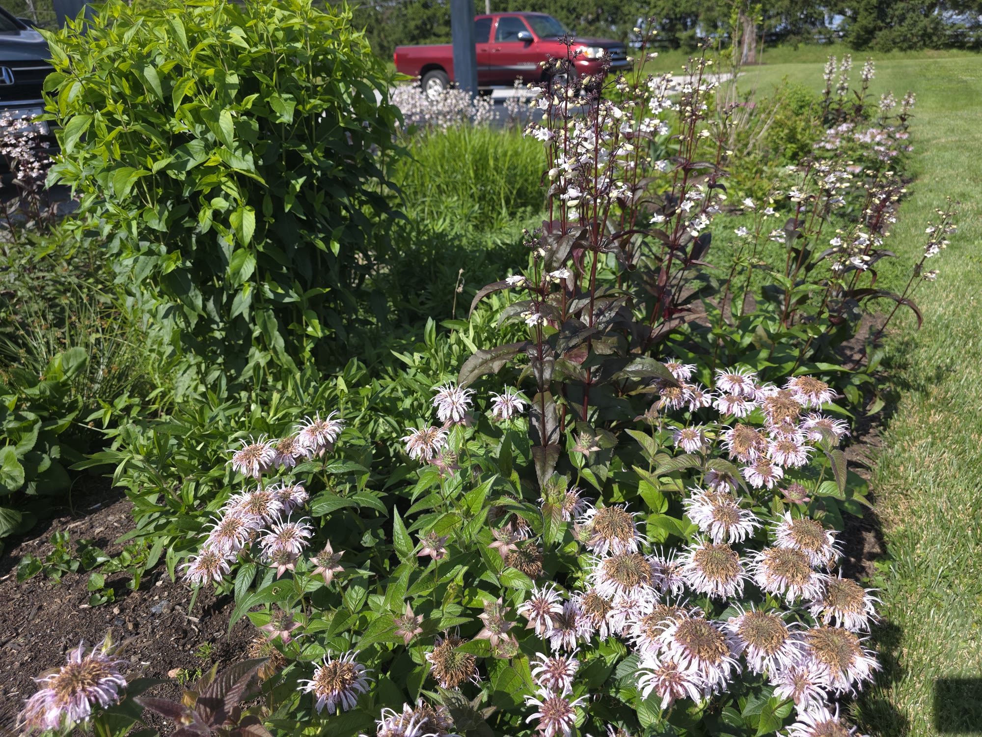 Municipal Bioswale & Rain Garden