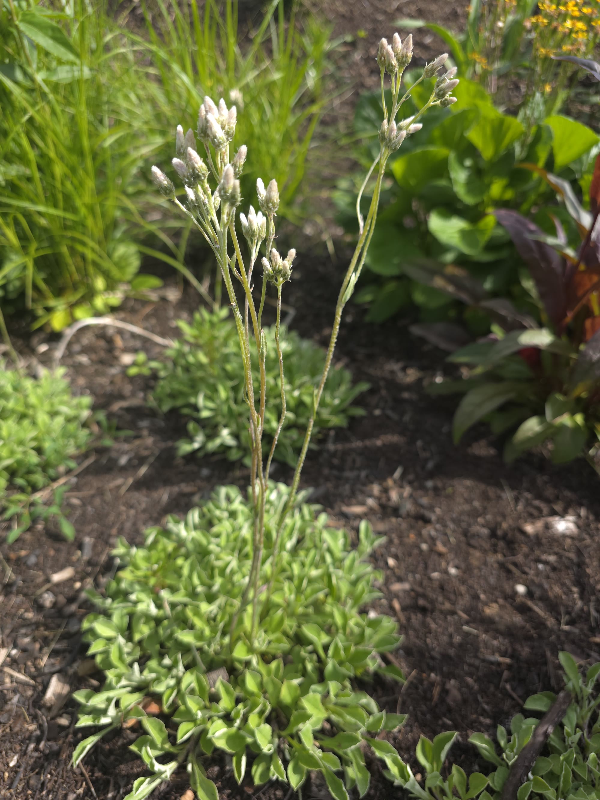 Municipal Bioswale & Rain Garden