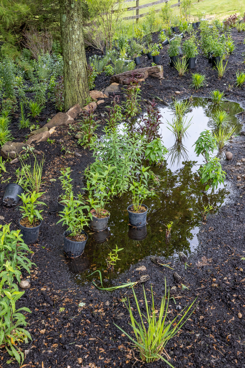 Lost Trail Rain Gardens