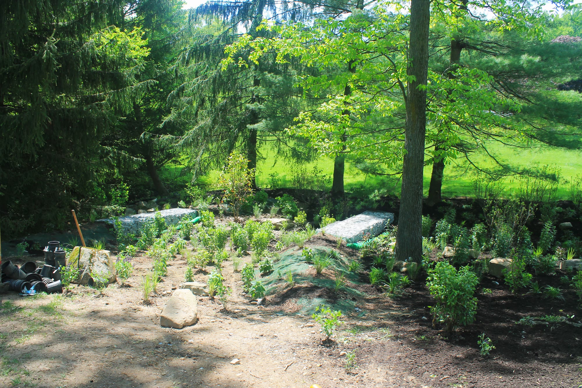 Lost Trail Rain Gardens