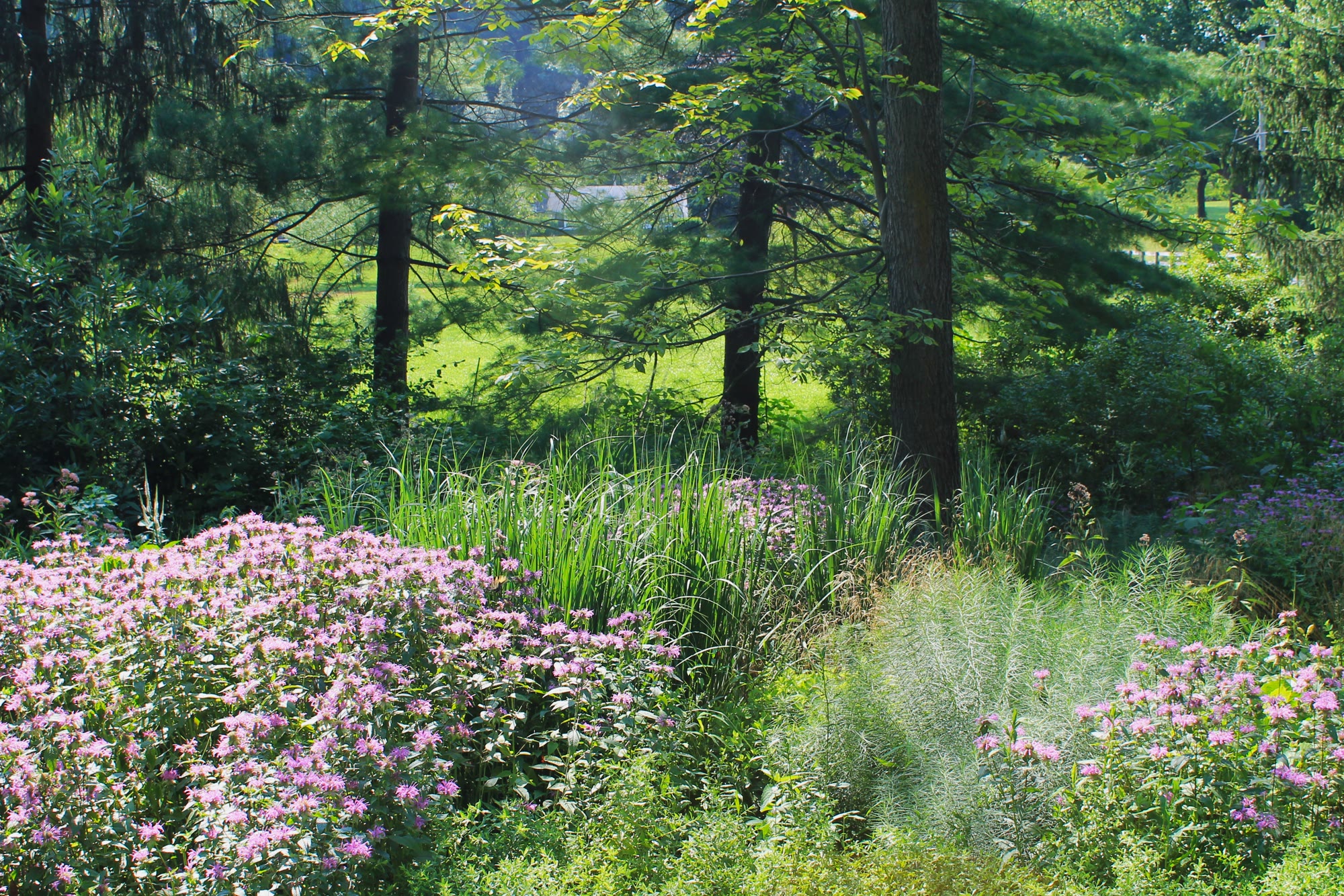 Lost Trail Rain Gardens