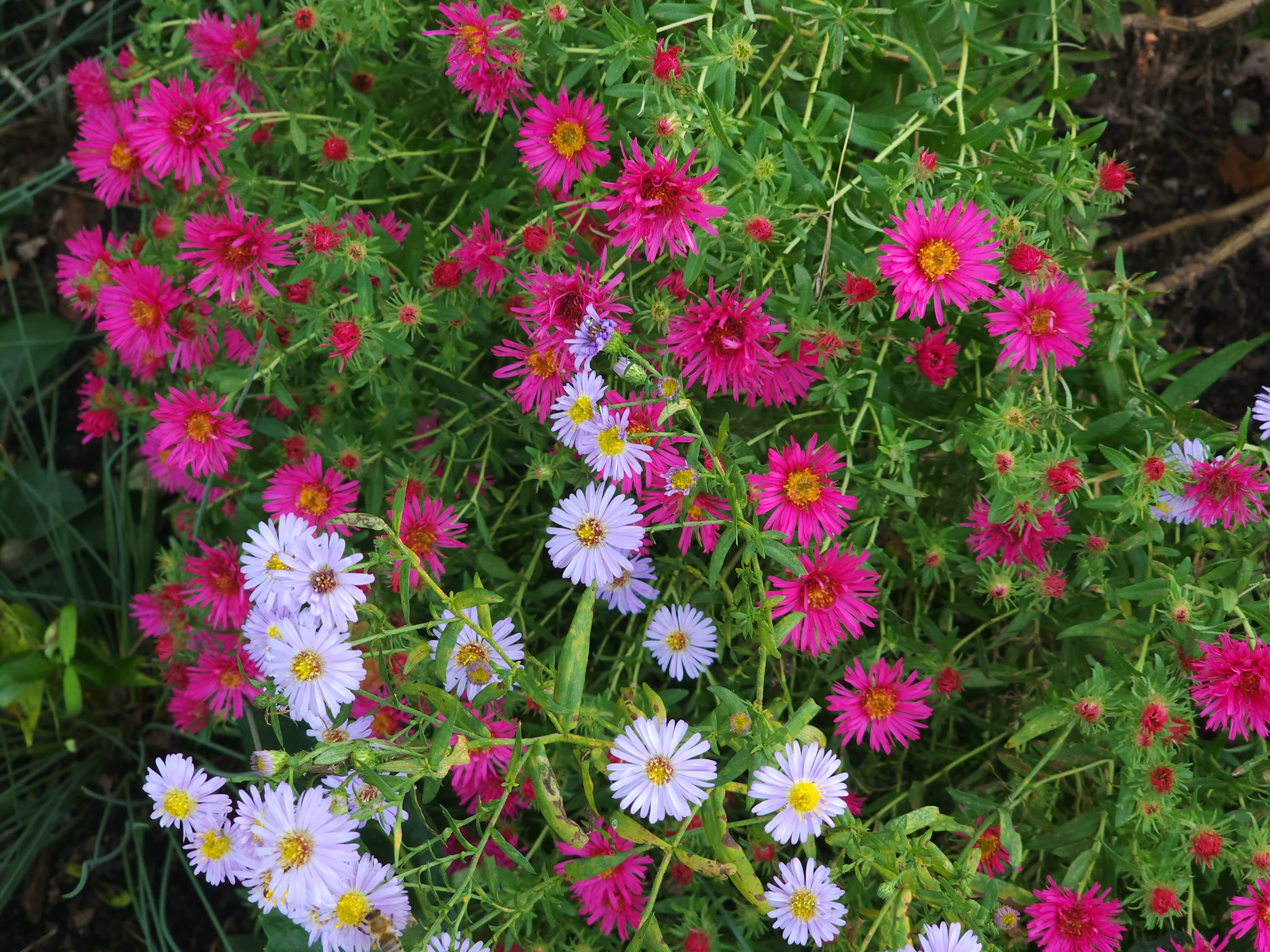 Lost Trail Rain Gardens